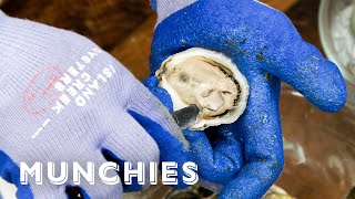 Oysters And Clams  Everything You Need To Know [upl. by Nagaer]