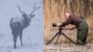 Wild Czechia – My Best Wildlife Encounters of 2018 [upl. by Nawram792]