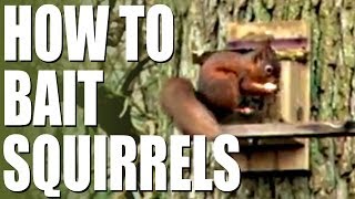 How to bait squirrels [upl. by Hackett]