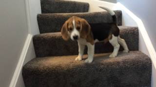 Beagle puppy learns how to go down stairs FUNNY ENDING [upl. by Bernardi]