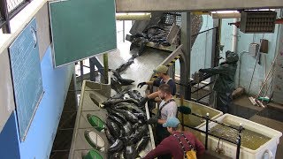 Salmon River Hatchery  Eggtake amp Fertilization Process [upl. by Noguchi297]