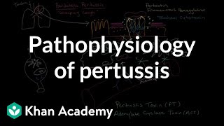 Pathophysiology of pertussis  Respiratory system diseases  NCLEXRN  Khan Academy [upl. by Litch647]