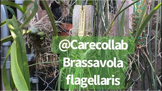 CARECOLLAB PROJECT BRASSAVOLA FLAGELLARIS [upl. by Ttennaj]