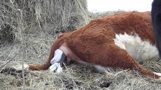 Hereford Cow Calving [upl. by Nylavad301]