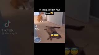 cat fight 🤣 voice over by Tony Baker skippity paps [upl. by Tarr]