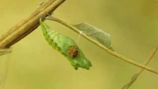 Parasitic Ichneumon Wasp Emerges from the Chrysalis of a Swallowtail Butterfly [upl. by Teiluj]