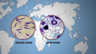 KILLER DISEASES  Leishmaniasis Around the World [upl. by Diet]