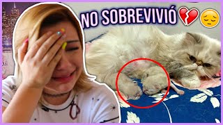 YA NACIERON LOS GATITOS 😔 UN VIDEO MUY TRISTE  Lulu99 [upl. by Yaron]