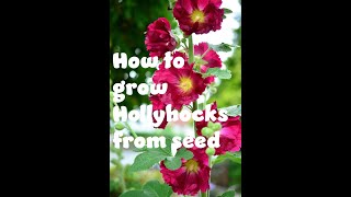 How to grow hollyhocks from seed [upl. by Ennaylime]