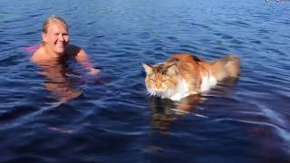 Maine Coon Cat Trust And Love Between Cat And Owner [upl. by Tews]