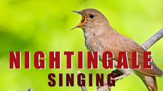 Singing NIGHTINGALE  the best BIRD SONG [upl. by Stesha]