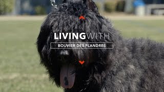 ALL ABOUT LIVING WITH BOUVIER DES FLANDRES [upl. by Nelhsa]