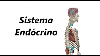 Sistema Endócrino em 3D [upl. by Jamila797]