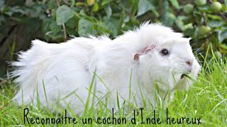 Reconnaitre un cochon dInde heureux ღ [upl. by Yeaton]