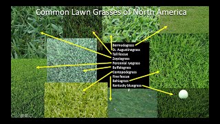 Which grass should I plant on my lawn Part 1 Introduction and Northern US and Canada [upl. by Edna]