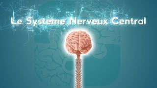 Neurolexique 2  Le Système Nerveux Central [upl. by Lytsirk]