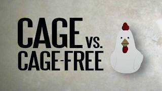 Cage vs CageFree [upl. by Gabey]