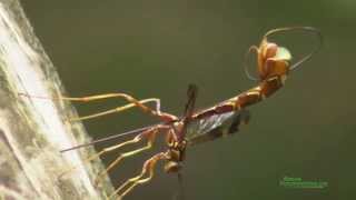 Giant Ichneumon Wasp Megaryhssa macrurus Ovipositing [upl. by Hisbe]