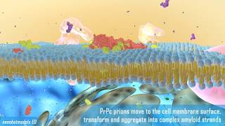 Prion disease animation [upl. by Ethbun]