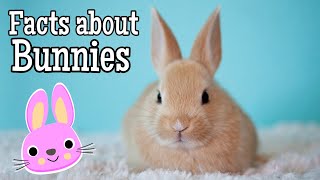 Facts about Bunnies for Kids [upl. by Akirehc303]