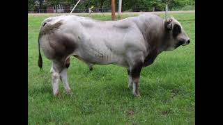 Piedmontese Cattle  Interesting Facts [upl. by Cassandry]