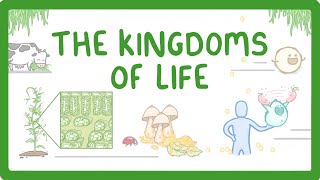 Kingdoms of Life  Animals Plants Fungi Protoctists Bacteria and Viruses 1 [upl. by Arolf]