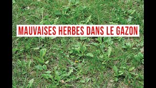 comment se débarrasser des mauvaises herbes dans le gazon [upl. by Mesics]