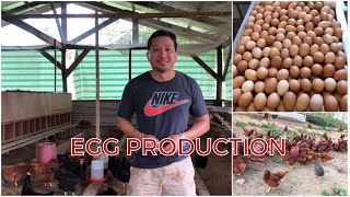 Freerange Chicken Farming  FARMING TIPS TO INCREASE EGG PRODUCTION [upl. by Miguelita601]