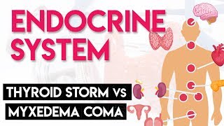 Thyroid Storm vs Myxedema Coma  Endocrine System Part 6 [upl. by Geoff]