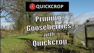 Pruning Gooseberries with Quickcrop [upl. by Nolham225]