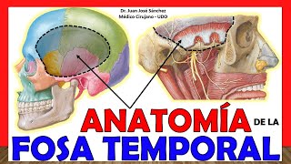 🥇 ANATOMÍA DE LA FOSA TEMPORAL ¡Explicación Sencilla [upl. by Nehte648]