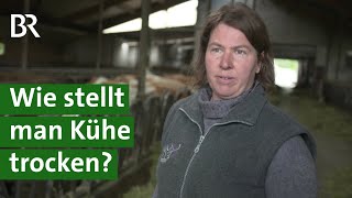 Trächtige Kühe im Stall Was heißt trocken stellen  Milchkuh  Unser Land  BR Fernsehen [upl. by Biagio]