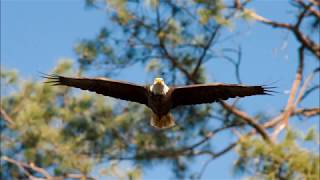 Bald Eagle or Osprey [upl. by Hutner729]