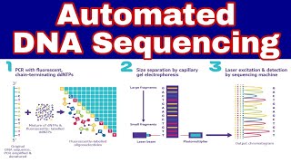 Automated DNA Sequencing  Ibad Biology [upl. by Bijan]