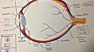 Ojo Anatomía y generalidades [upl. by Dorree]