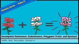 Incomplete Dominance Codominance Polygenic Traits and Epistasis [upl. by Ahseik]