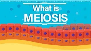 What is Meiosis  Animated Explanation [upl. by Marci]