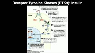 Biosignaling  Receptor Tyrosine Kinases amp Insulin [upl. by Arleta713]