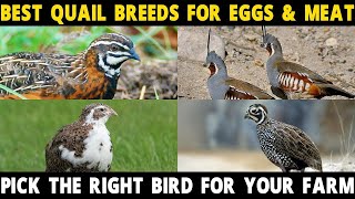 QUAIL BREEDS FOR MEAT amp EGGS  Coturnix Bobwhite California Button Mountain Montezuma Quail [upl. by Eamaj]