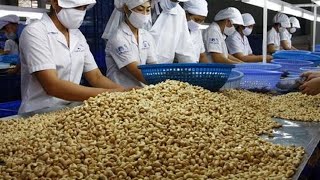 Cashew Nut Processing Modern Technology  Cashew Nut Processing Machine [upl. by Giliana522]