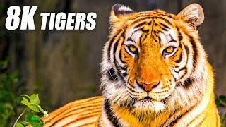 Unique Tigers Collection 8K HDR 60FPS ULTRA HD [upl. by Ellenyl508]