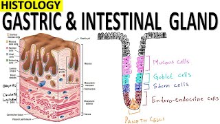 Histology of Gastric and Intestinal Glands [upl. by Kowatch326]