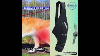 Tailwindpets Dog Hinged Knee Brace [upl. by Eelsnia839]