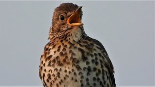 SONG THRUSH Singing ♫ 1 HOUR Birdsong ♫ 4K VIDEO ♫ Sounds of Nature [upl. by Oriana]