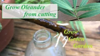 Grow Oleander from cuttings in water [upl. by Kingsly]