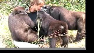 getting to love GORILLAS with the John Aspinall Foundation in Africa [upl. by Ielarol543]