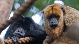 Hear a Howler Monkey Howl [upl. by Riki637]