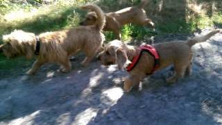 Basset Fauve de Bretagne Puppy  Family Reunion 2017 [upl. by Donelu]