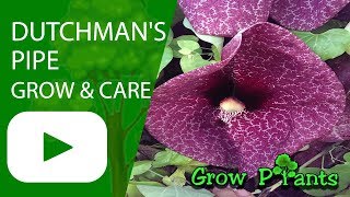 Dutchmans pipe Aristolochia Pipevine Unusual Flowers  grow amp care [upl. by Odnomor894]