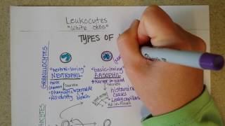 White Blood Cells  Granulocytes amp Lymphocytes  Part 1 [upl. by Humble]